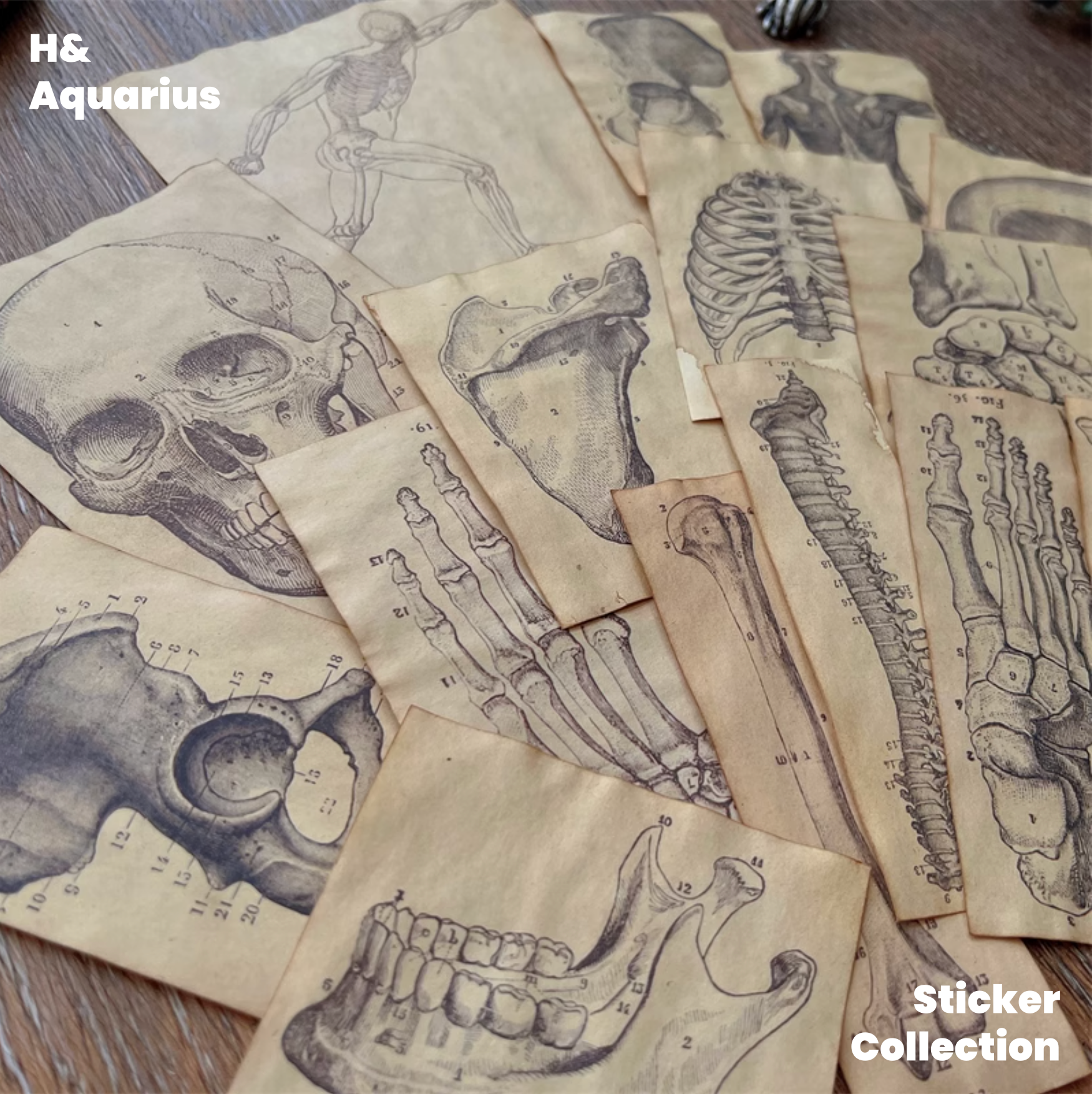 Handmade Coffee-Dyed Paper Skeleton Stickers