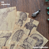 Handmade Coffee-Dyed Paper Skeleton Stickers