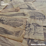 Handmade Coffee-Dyed Paper Skeleton Stickers