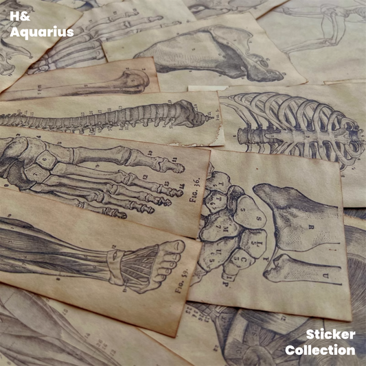 Handmade Coffee-Dyed Paper Skeleton Stickers